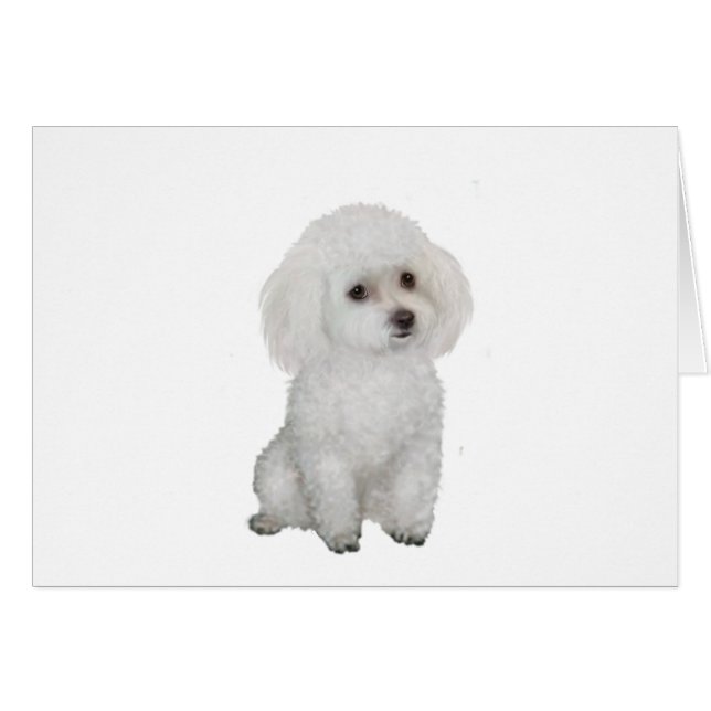 Poodle - wit 1 (Voorkant Horizontaal)