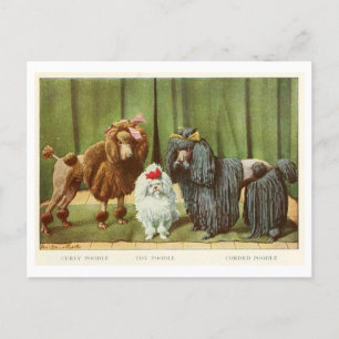 Poodles Honden Ansichtkaart Briefkaart