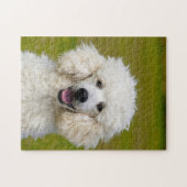 Poodles. Legpuzzel (Horizontaal)