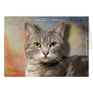 Pookie de grijze kat