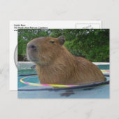 Pool Capybara Briefkaart (Voorkant / Achterkant)