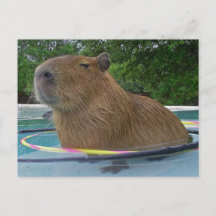 Pool Capybara Briefkaart