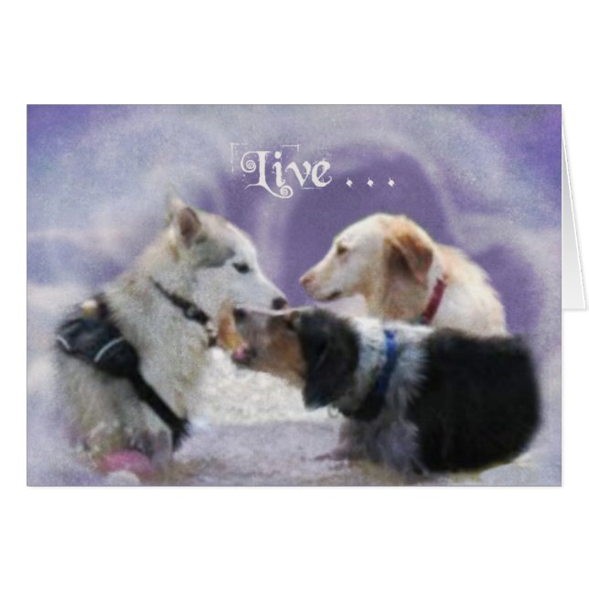 PoolParty (Voorkant Horizontaal)