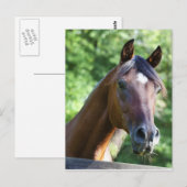 Pools Arabisch paard Briefkaart (Voorkant / Achterkant)