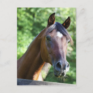 Pools Arabisch paard Briefkaart