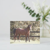Pools Arabisch paard Briefkaart (Staand voorkant)