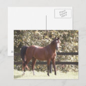 Pools Arabisch paard Briefkaart (Voorkant / Achterkant)