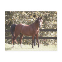 Pools Arabisch paard