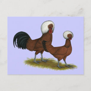 Pools: White Crested Reds Briefkaart