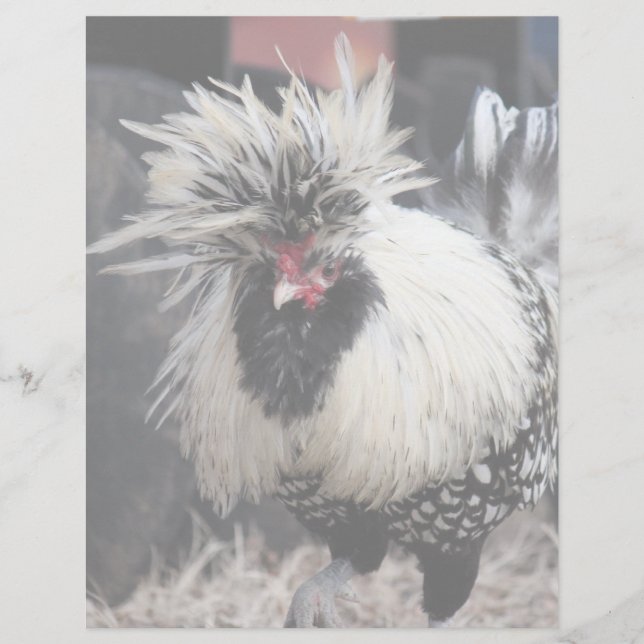 Poolse Crested Rooster (Voorkant)