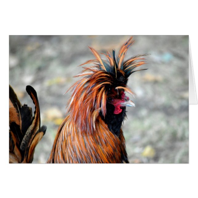 Poolse Crested Rooster (Voorkant Horizontaal)