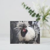 Poolse Crested Rooster Briefkaart (Staand voorkant)
