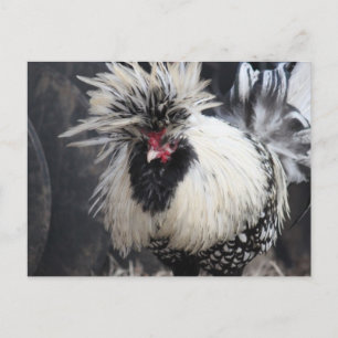 Poolse Crested Rooster Briefkaart