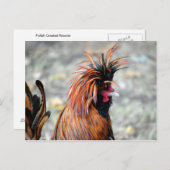 Poolse Crested Rooster Briefkaart (Voorkant / Achterkant)