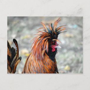 Poolse Crested Rooster Briefkaart