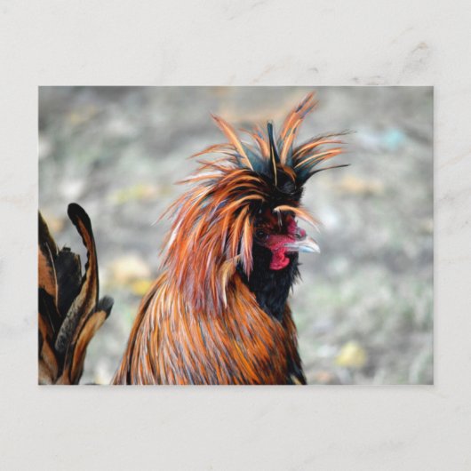 Poolse Crested Rooster Briefkaart (Voorkant)