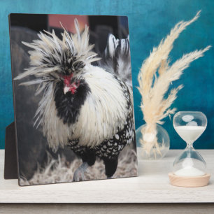 Poolse Crested Rooster Fotoplaat