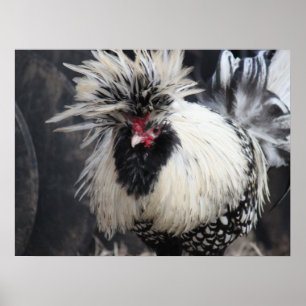 Poolse Crested Rooster Poster