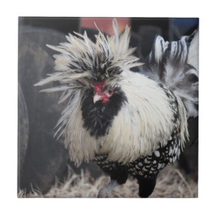 Poolse Crested Rooster Tegeltje