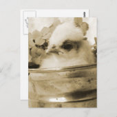 Poolse griet in Sepia Briefkaart (Voorkant / Achterkant)