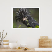 Poolse kip poster (Keuken)