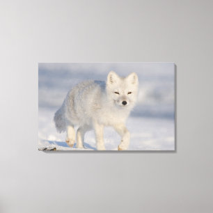 Poolvos, Alaska Canvas Afdruk