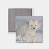 Poolvos, Alaska Magneet (Voorkant / Achterkant)