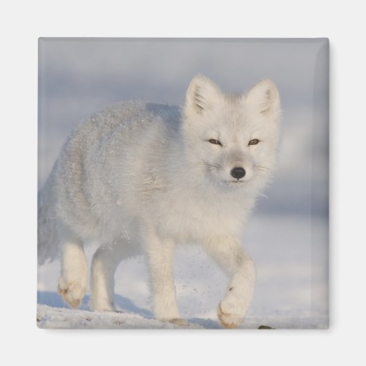 Poolvos, Alaska Magneet (Voorkant)