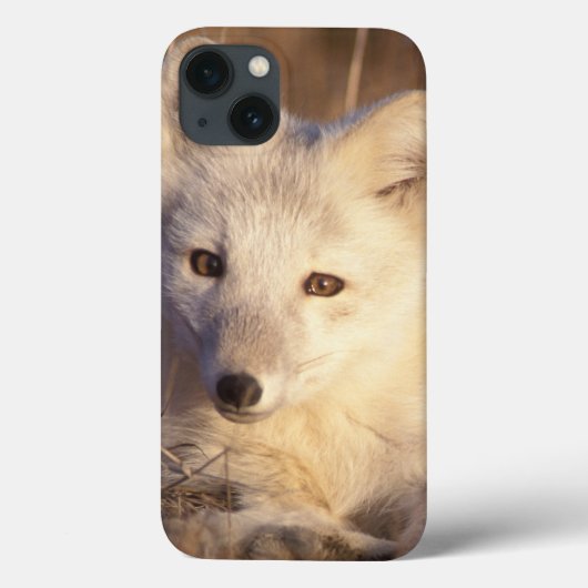 poolvos, Alopex lagopus Case-Mate iPhone Case (Achterkant)