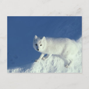 Poolvos (Alopex lagopus) Een poolvos Briefkaart