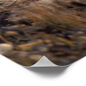 poolvos, Alopex lagopus Poster (Hoek)