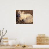 poolvos, Alopex lagopus Poster (Keuken)