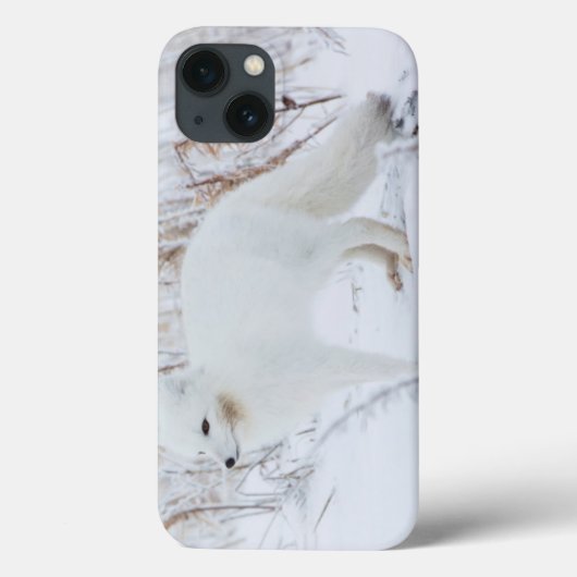 Poolvos Case-Mate iPhone Case (Achterkant)