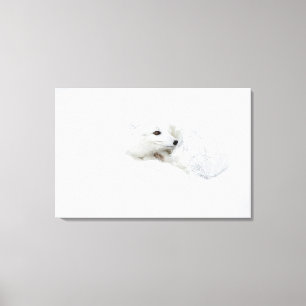 Poolvos opgerold in de winter canvas afdruk