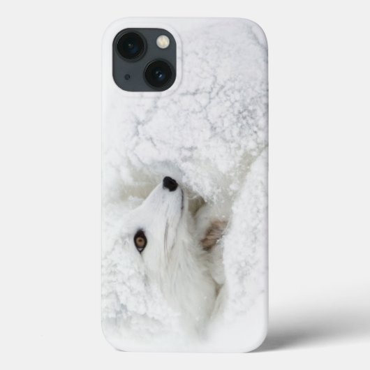 Poolvos opgerold in de winter Case-Mate iPhone case (Achterkant)