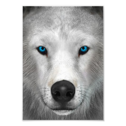 Poolwolf Foto Afdruk (Voorkant)