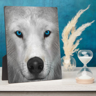 Poolwolf Fotoplaat