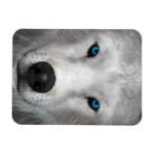 Poolwolf Magneet (Horizontaal)