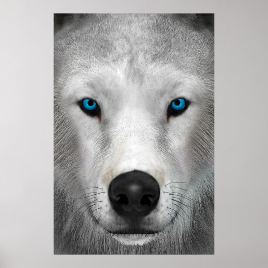 Poolwolf Poster (Voorkant)