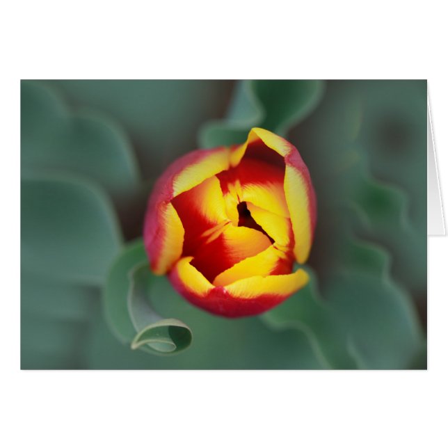 Pop (Devant horizontal)