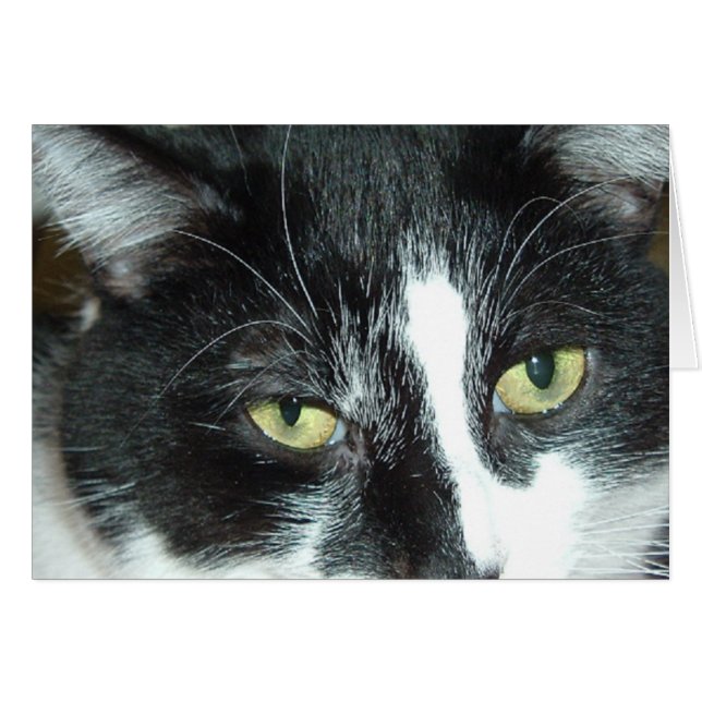 Pop Art Cat (Devant horizontal)