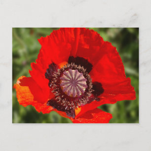 pop briefkaart