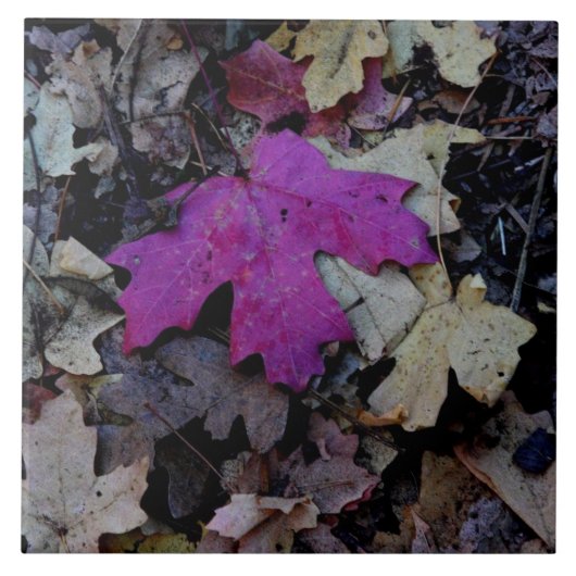 Pop van het roze blad tegeltje (Voorkant)