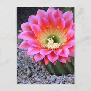 Pop van roze cactus briefkaart