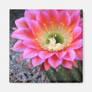 Pop van roze cactus magneet