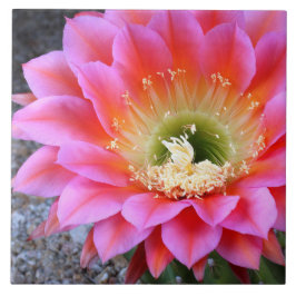 Pop van roze cactus tegeltje