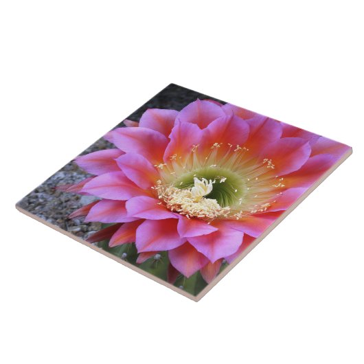 Pop van roze cactus tegeltje (Zijkant)
