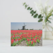 Popart Windmills Red Tulips Carte postale (Debout devant)