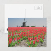 Popart Windmills Red Tulips Carte postale (Devant / Derrière)