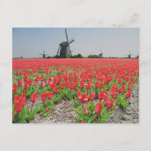 Popart Windmills Red Tulips Carte postale